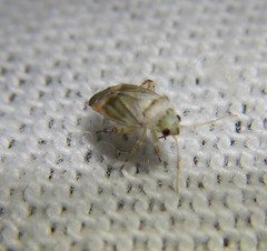 Sthenarus rotermundi