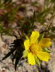 Potentilla bimundorum