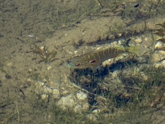 Lepomis peltastes