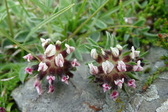 Anthyllis vulneraria vulnerarioides