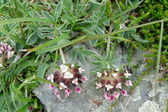 Anthyllis vulneraria vulnerarioides