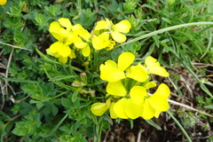 Erysimum duriaei pyrenaicum