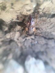 Tanystoma maculicolle