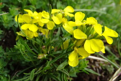 Erysimum duriaei pyrenaicum