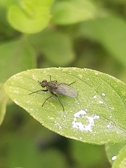Diptera