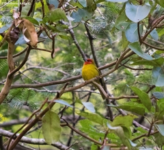 Piranga erythrocephala