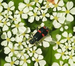 Trichodes ircutensis