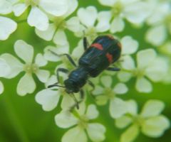 Trichodes ircutensis