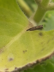 Lepidoptera