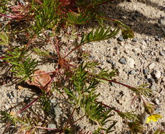 Potentilla bimundorum