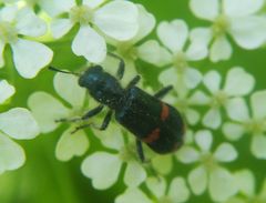 Trichodes ircutensis