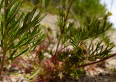 Potentilla bimundorum