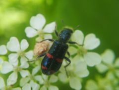 Trichodes ircutensis