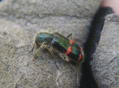 Trichodes ircutensis