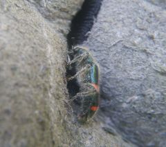 Trichodes ircutensis