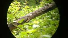 Funambulus sublineatus