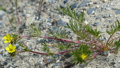 Potentilla bimundorum
