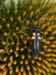 Typocerus lunulatus