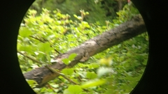 Funambulus sublineatus