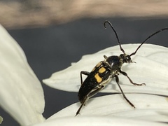 Typocerus lunulatus