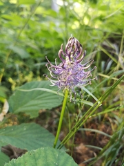 Phyteuma spicatum