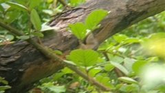 Funambulus sublineatus