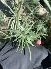 Artemisia vulgaris
