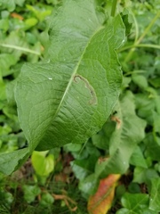 Pegomya bicolor