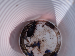 Pterostichus funestes