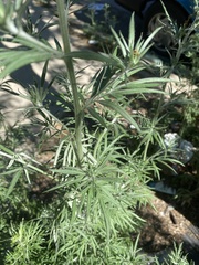 Artemisia vulgaris