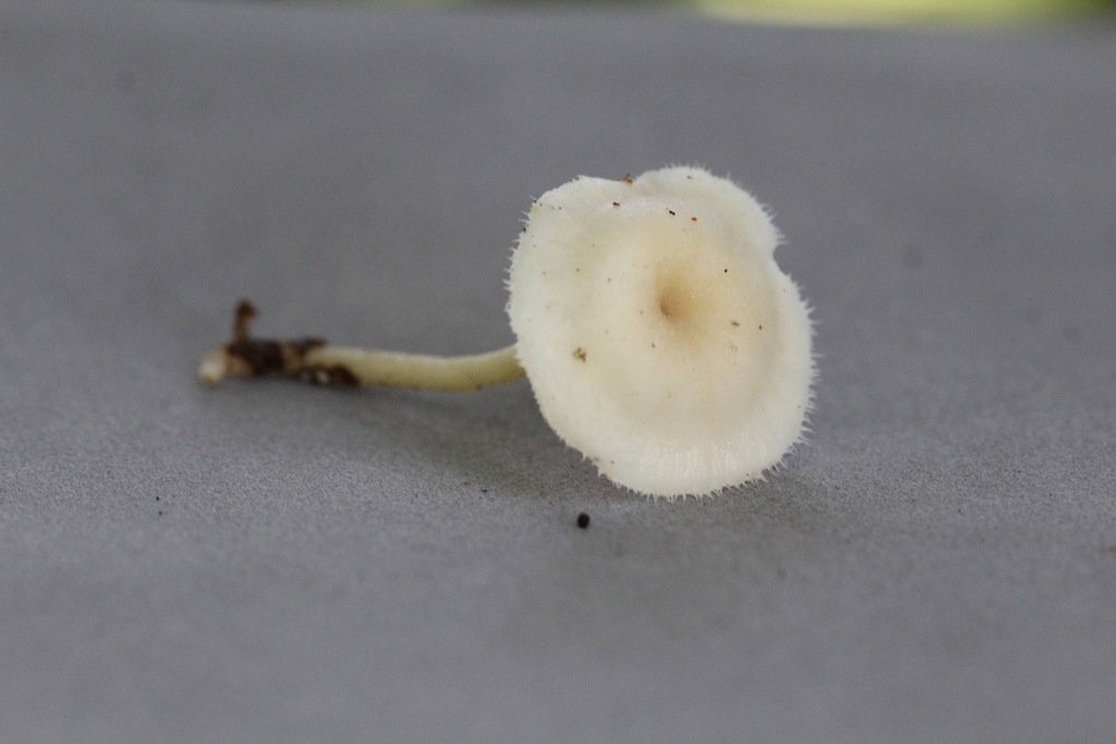 Lentinus flexipes · June 2021 · photo: © biomartita (iNaturalist, cc-by)