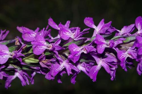 Dactylorhiza durandii image