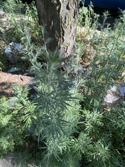 Artemisia vulgaris