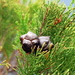 Callitris rhomboidea - Photo (c) dracophylla, μερικά δικαιώματα διατηρούνται (CC BY-NC-SA)