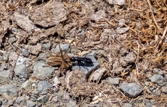 Arachnospila