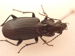 Pterostichus funestes
