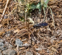 Arachnospila