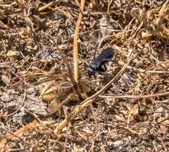 Arachnospila