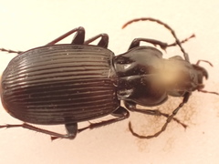 Pterostichus funestes