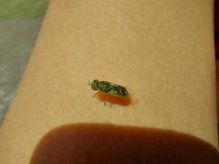 Hedriodiscus trivittatus