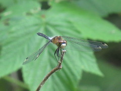 Leucorrhinia frigida
