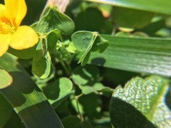 Oxalis suksdorfii