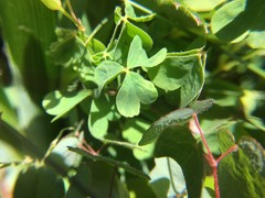 Oxalis suksdorfii
