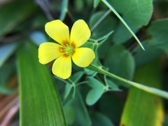 Oxalis suksdorfii