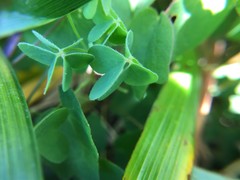 Oxalis suksdorfii