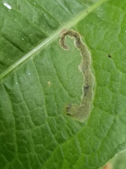 Pegomya bicolor