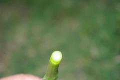 Dactylorhiza elata image