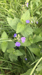 Veronica chamaedrys