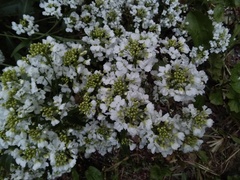 Armoracia sisymbrioides