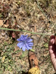 Cichorium intybus